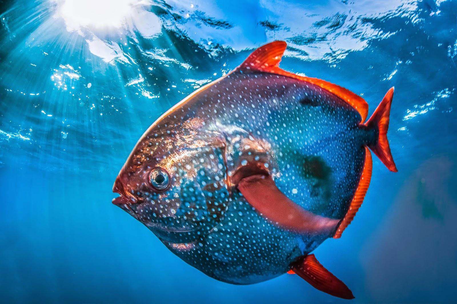 Minden, amit tudnia kell a megfelelő hal etetőanyag kiválasztásáról az akvárium számára