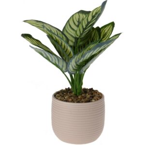 Calathea művirág kerámia cserépben