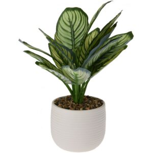 Calathea művirág kerámia cserépben