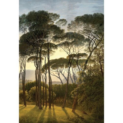 Fotó tapéta Old Trees 180 x 255 cm
