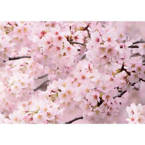 Fotó tapéta Sakura 180 x 127 cm