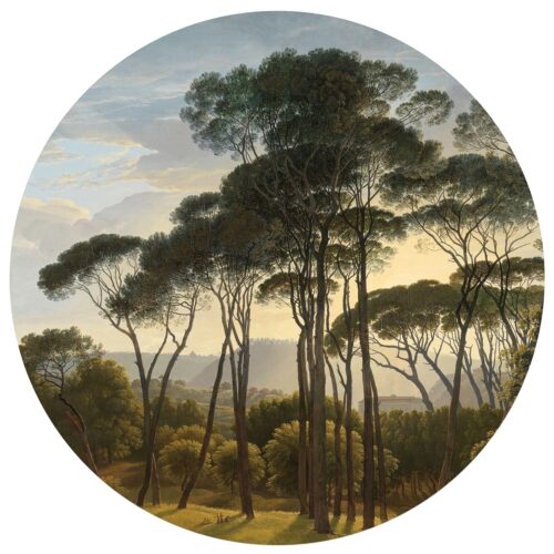 Kör alakú fotó tapéta Régi fák 125 x 125 cm