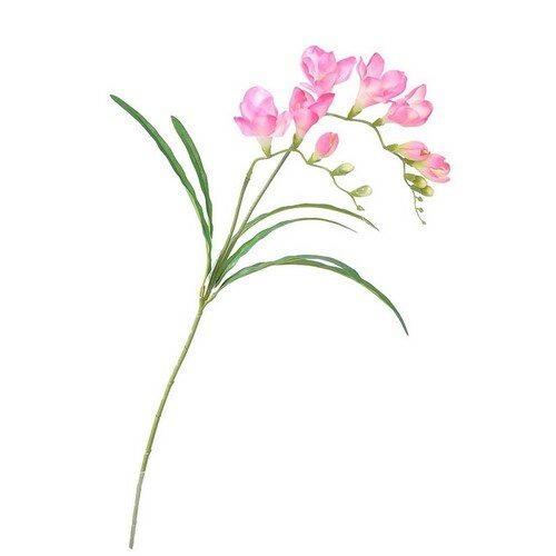 Művirág Freesia rózsaszín