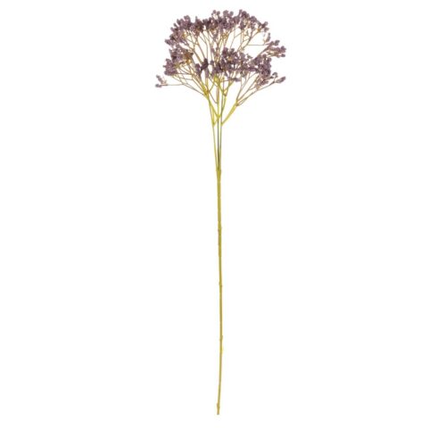 Művirág Gypsophila sötétlila