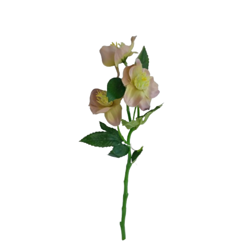 Művirág Hellebores zöld-rózsaszín